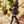 Load image into Gallery viewer, Luxury Women's Motorcycle Coat Dress